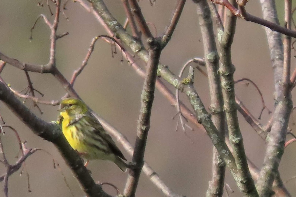 European Serin - ML614185489