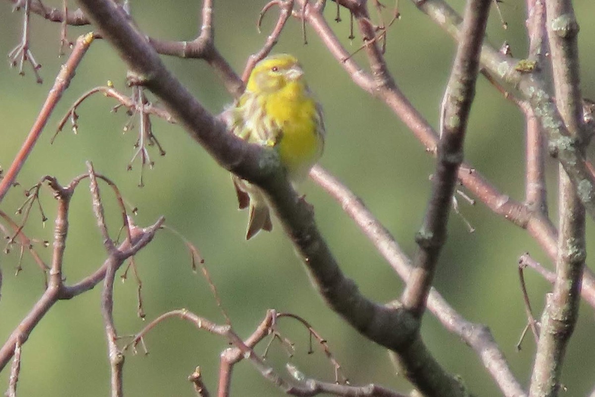 European Serin - ML614185490