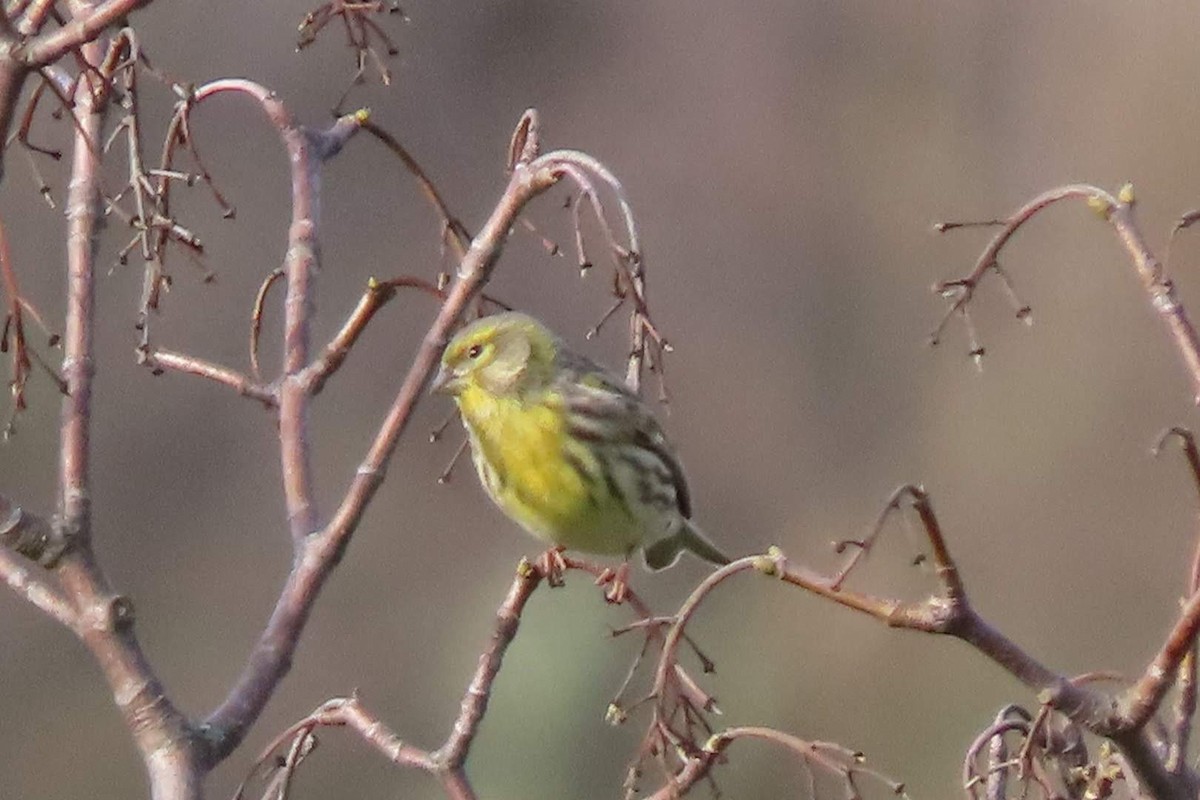 European Serin - ML614185492