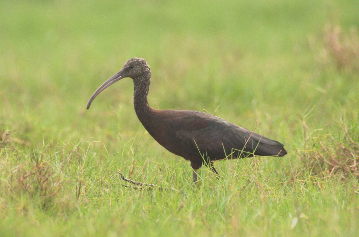 ibis hnědý - ML614185566