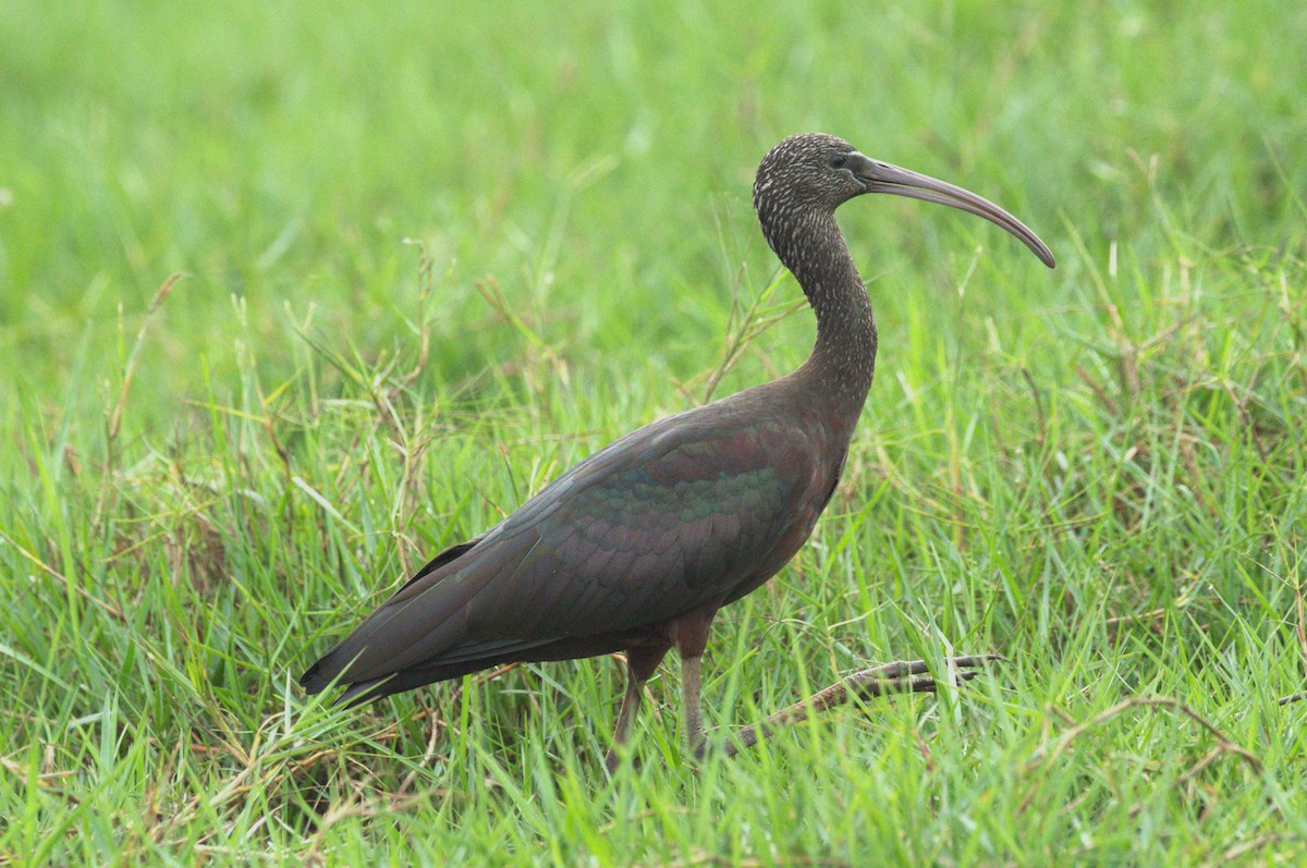 ibis hnědý - ML614185568