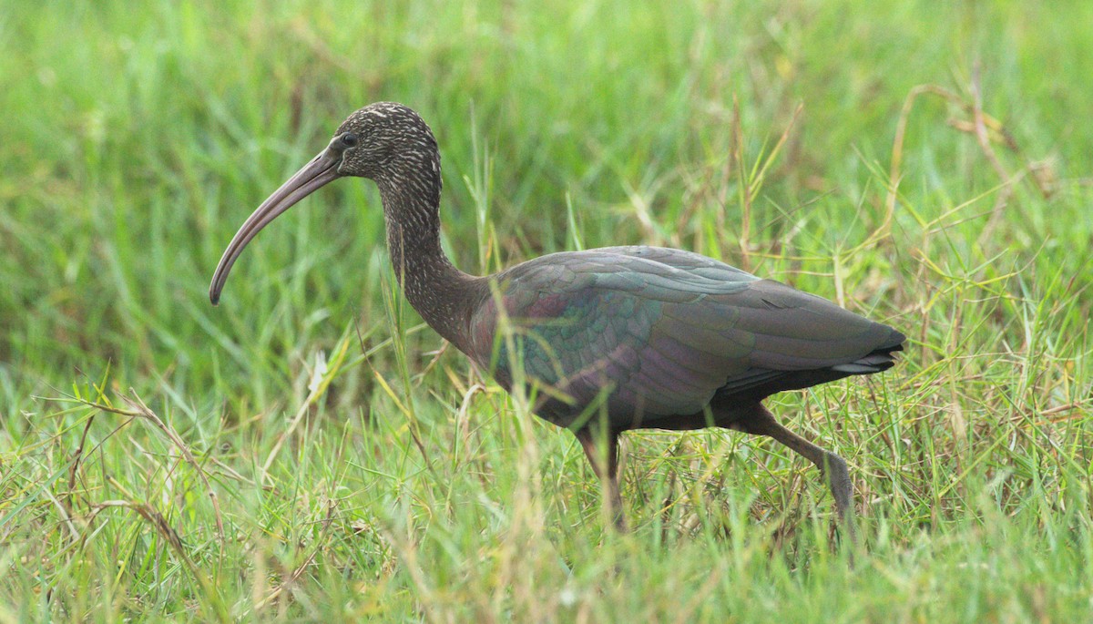 ibis hnědý - ML614185571