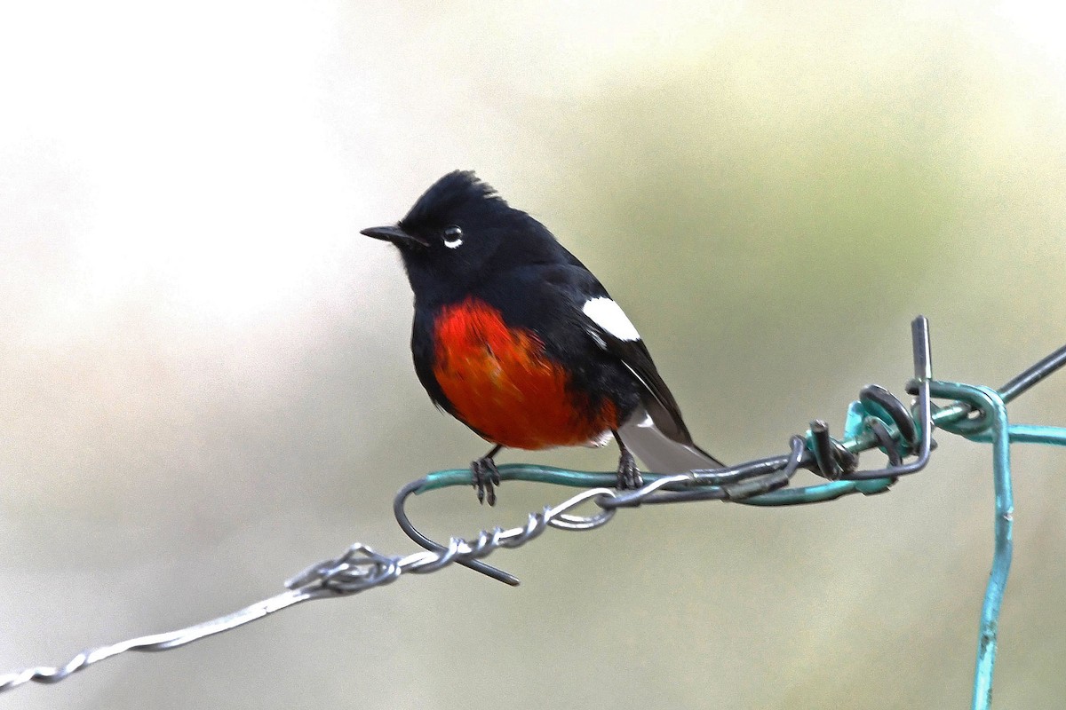 Painted Redstart - ML614185582