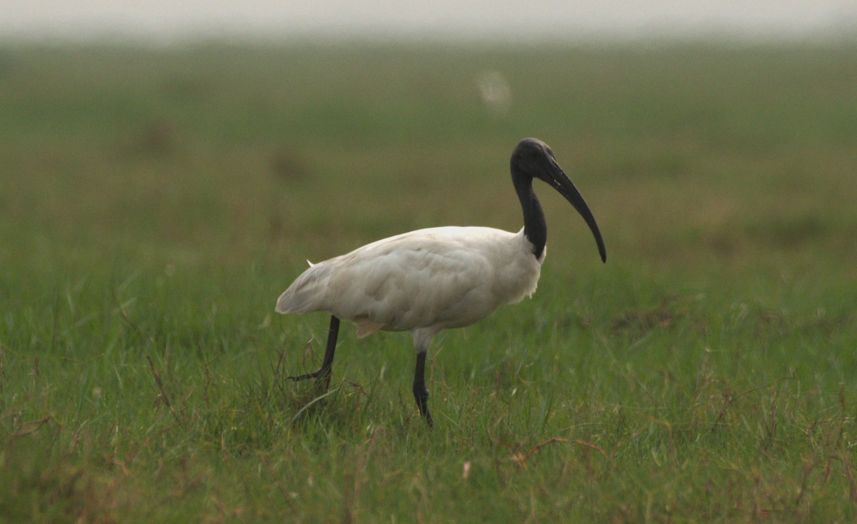 ibis černohlavý - ML614185583