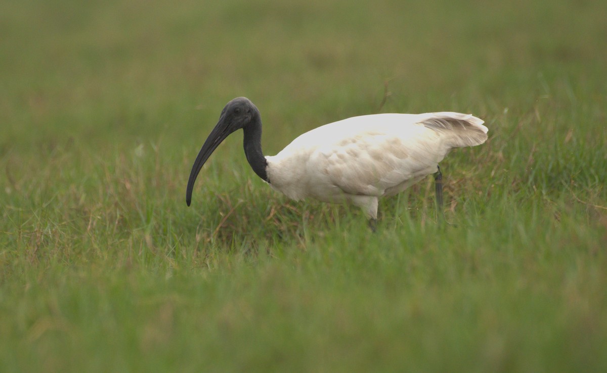 ibis černohlavý - ML614185584