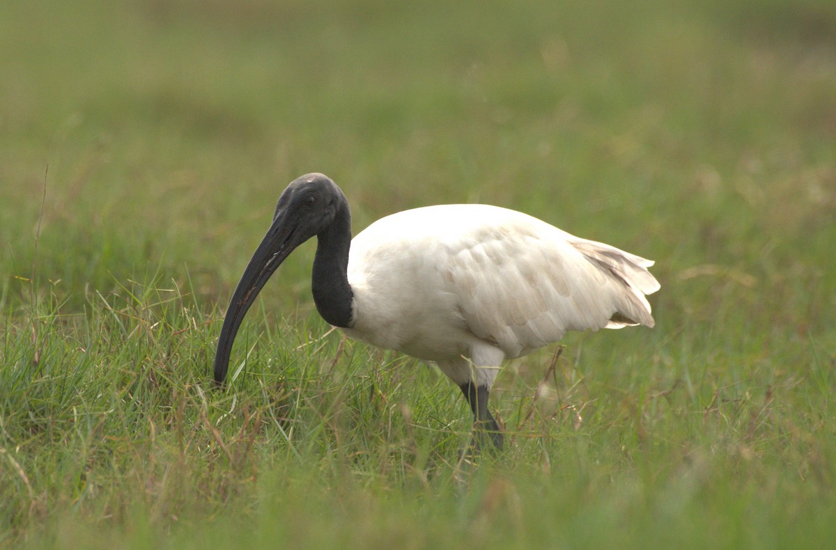 ibis černohlavý - ML614185585