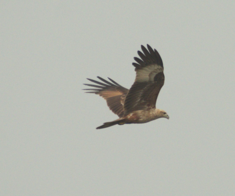 Brahminy Kite - ML614185635