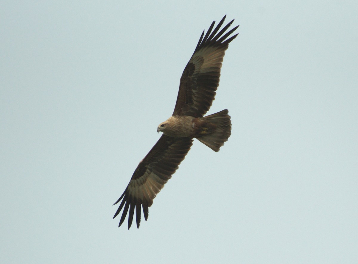 栗鳶 - ML614185636