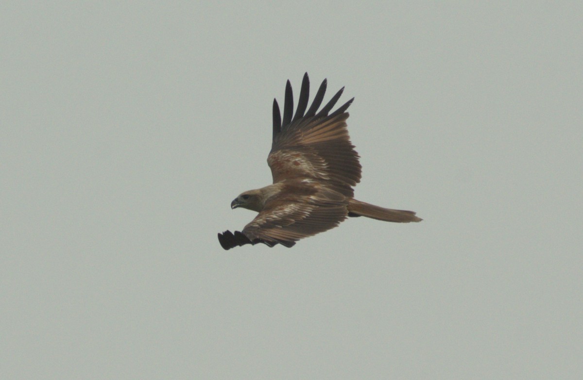 Brahminy Kite - ML614185637