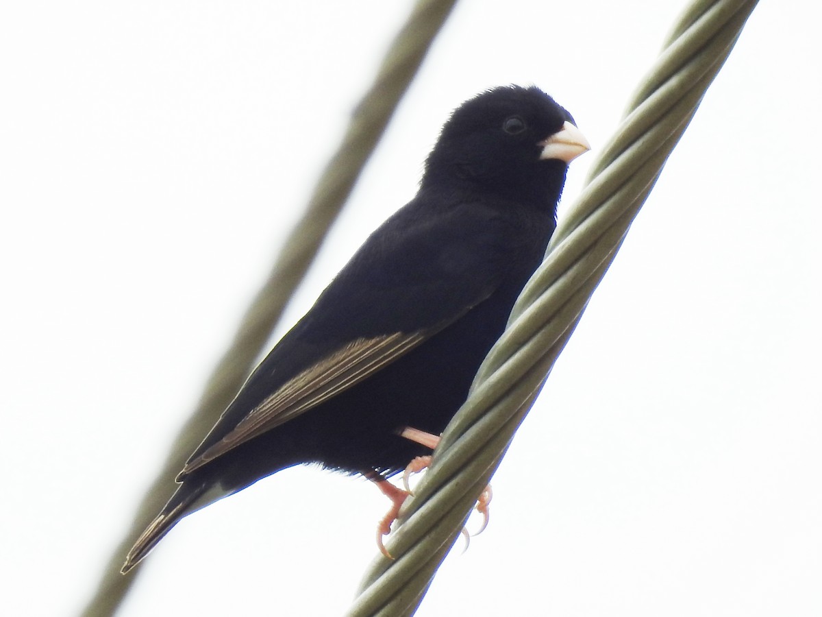 Purple Indigobird - ML614185654