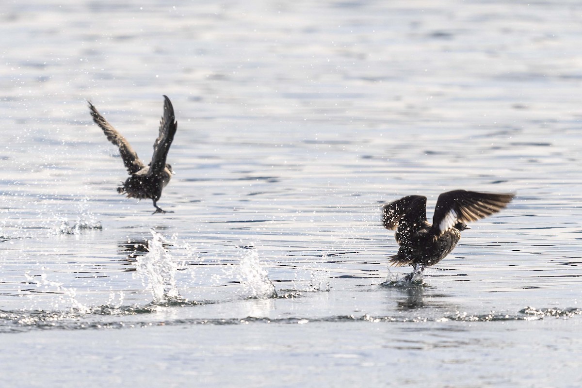 White-winged Scoter - ML614185683