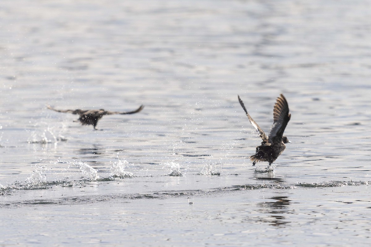 White-winged Scoter - ML614185684