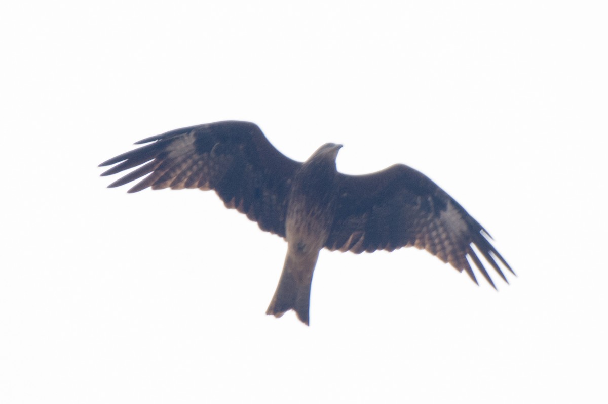 Black Kite - ML614185698