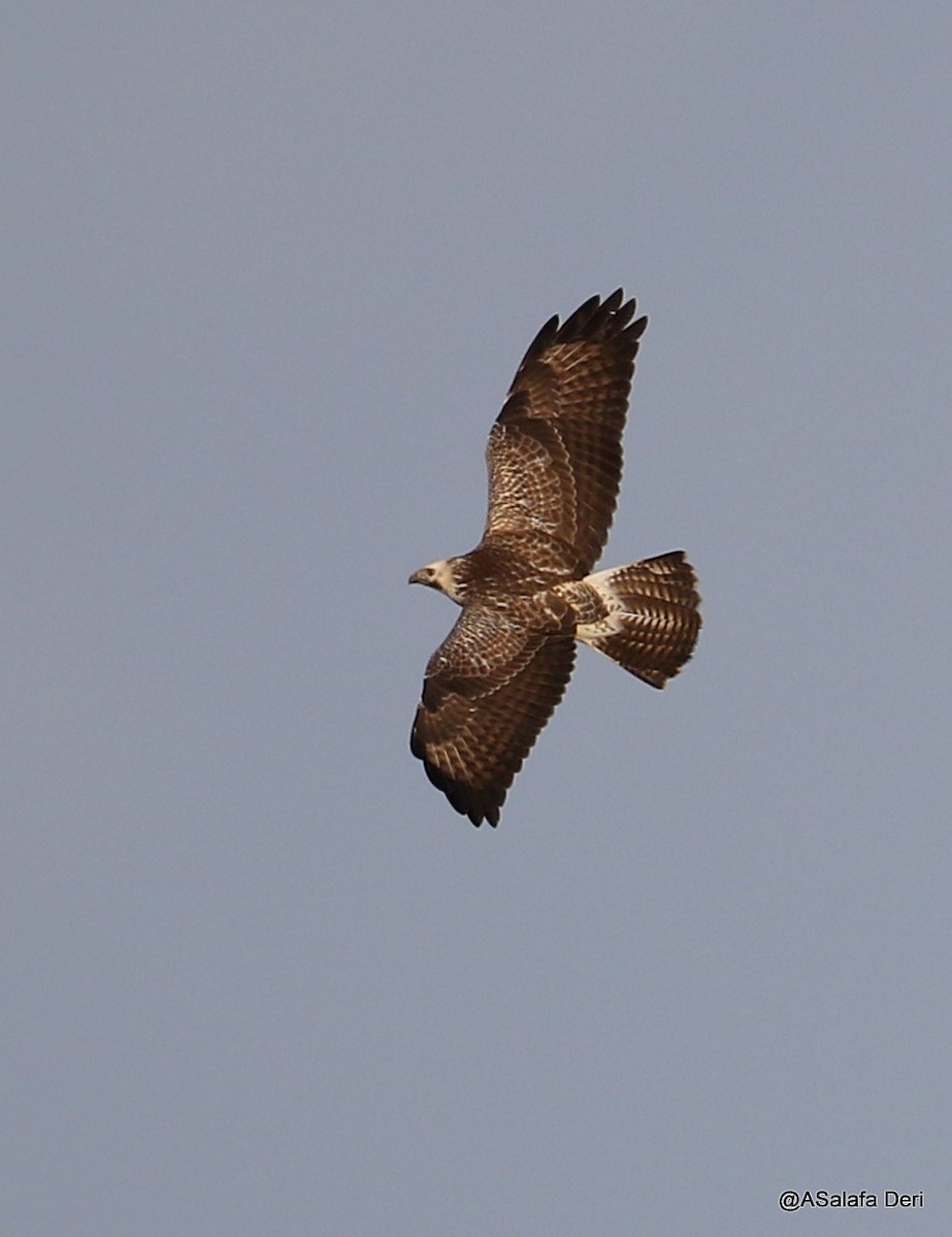 Common Buzzard (Western) - ML614185715