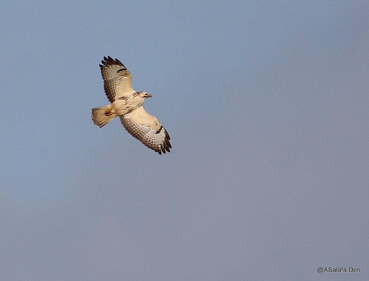 káně lesní (ssp. buteo) - ML614185716