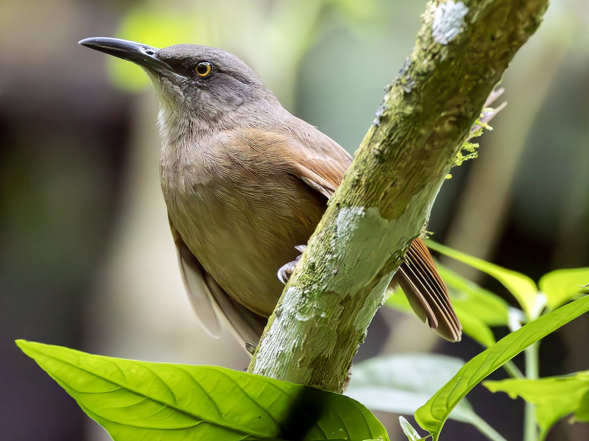 Brown Trembler - Peter Kondrashov