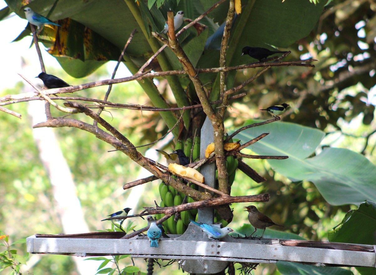 Black-headed Tanager - A P L