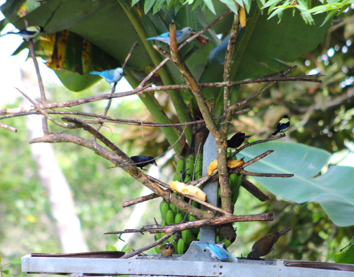 White-lined Tanager - A P L