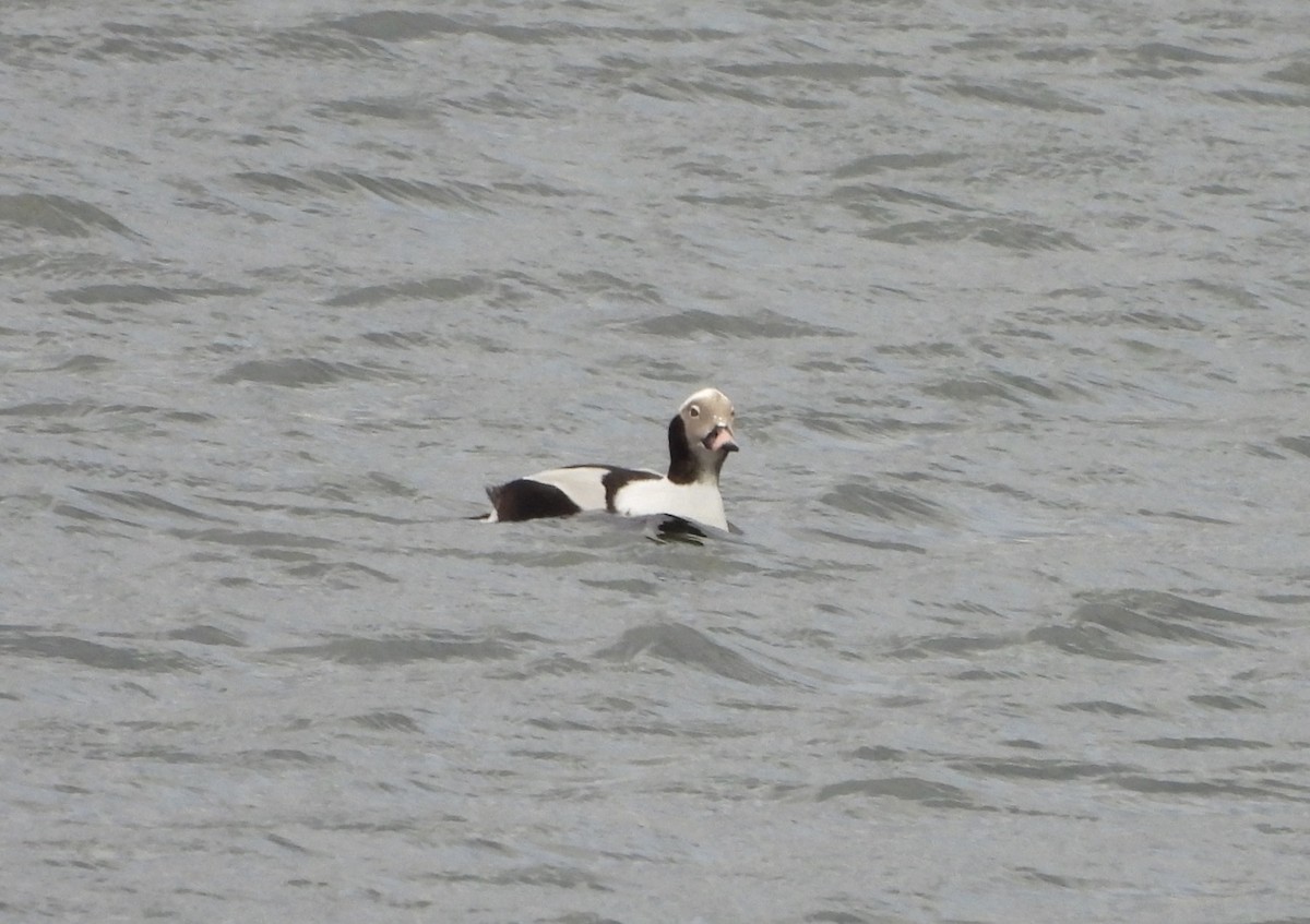Long-tailed Duck - ML614185749