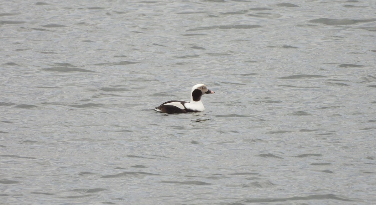 Long-tailed Duck - ML614185750