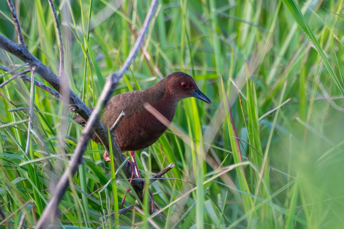 Ruddy-breasted Crake - ML614185755