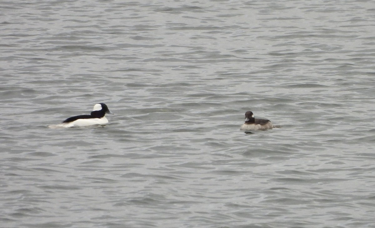 Bufflehead - ML614185768