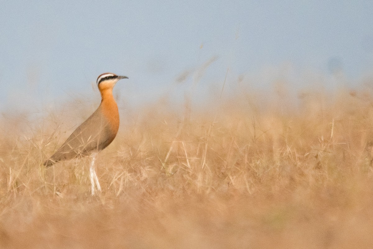 Indian Courser - ML614185779