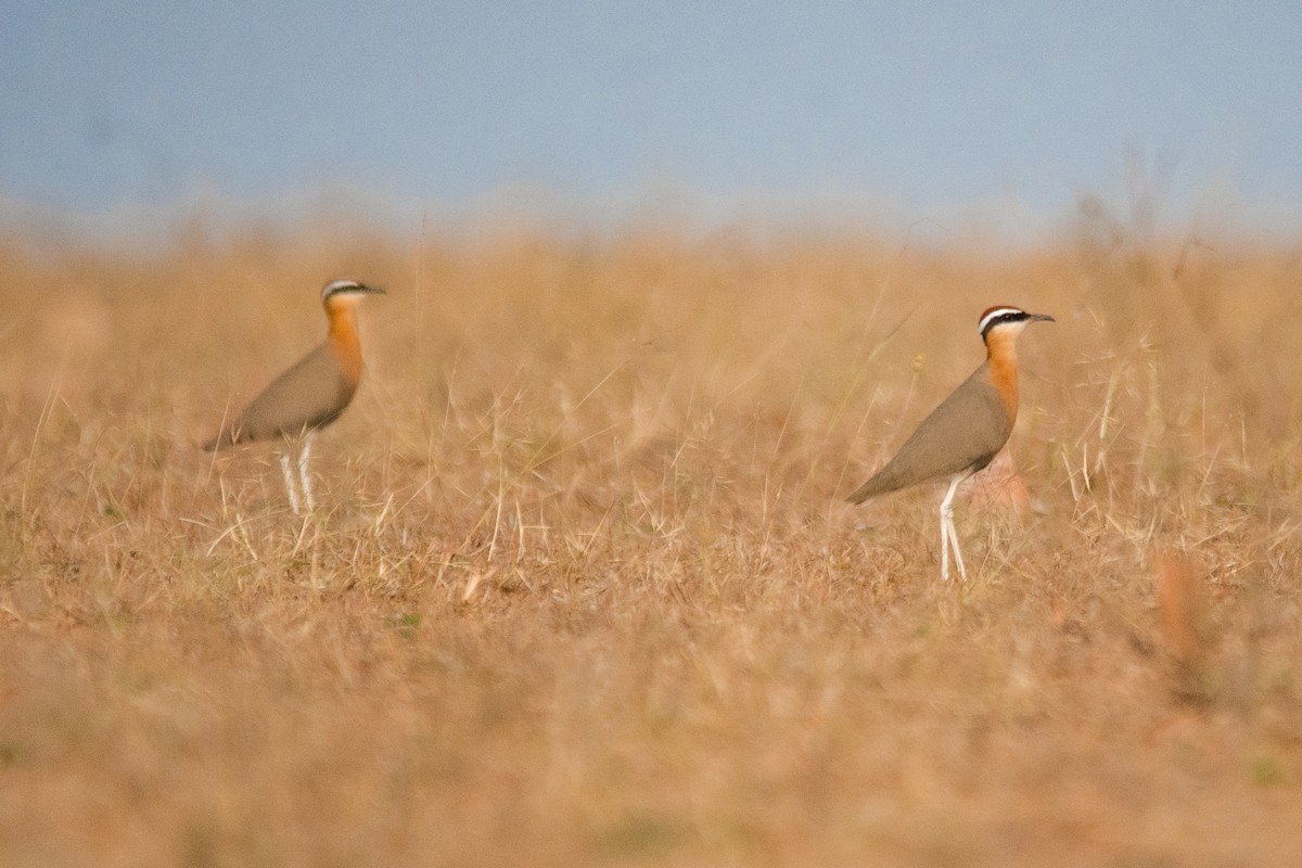 Indian Courser - ML614185780