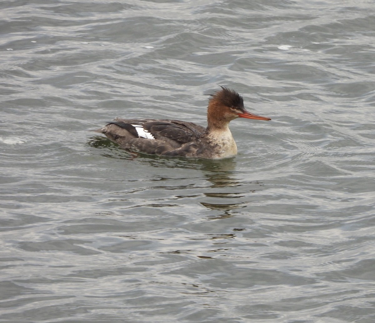 Red-breasted Merganser - ML614185786