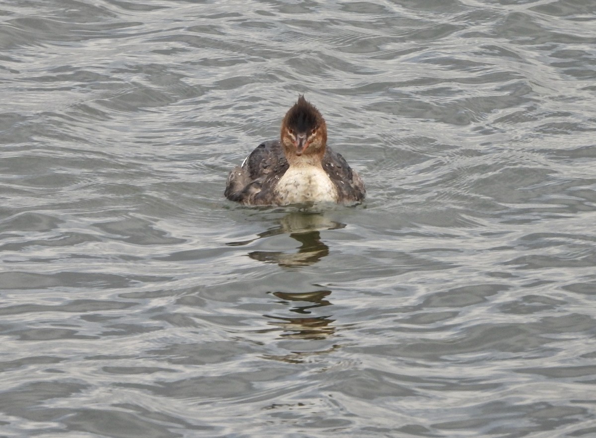 Red-breasted Merganser - ML614185787