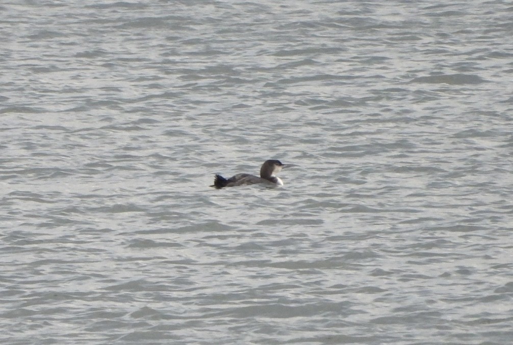 Common Loon - ML614185815