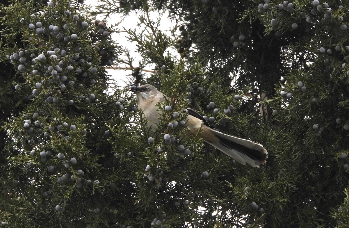 Northern Mockingbird - ML614185828