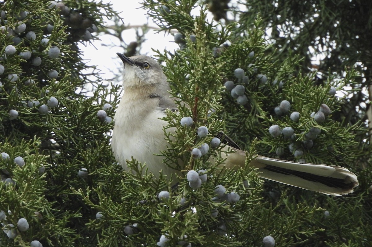 Northern Mockingbird - ML614185829