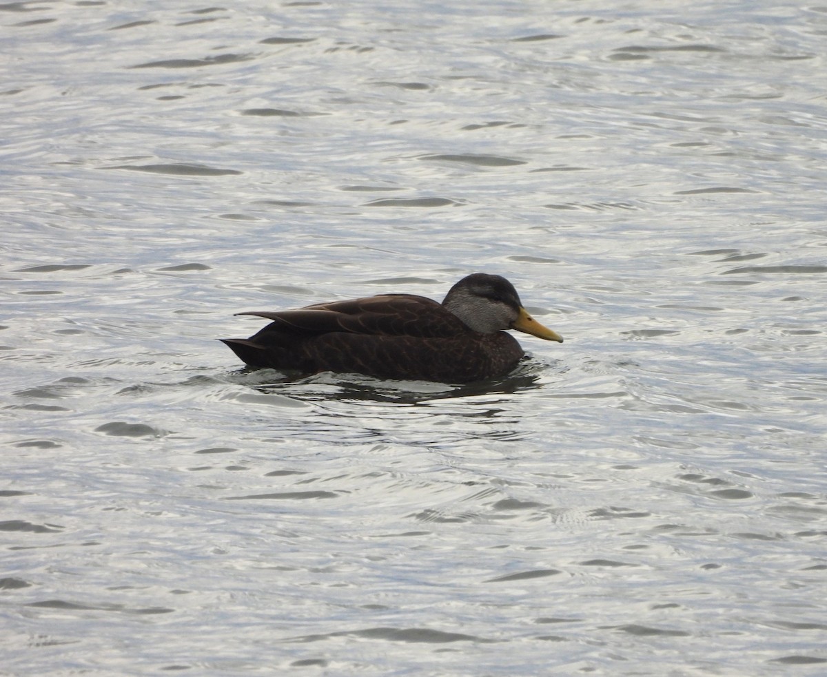 American Black Duck - ML614185849