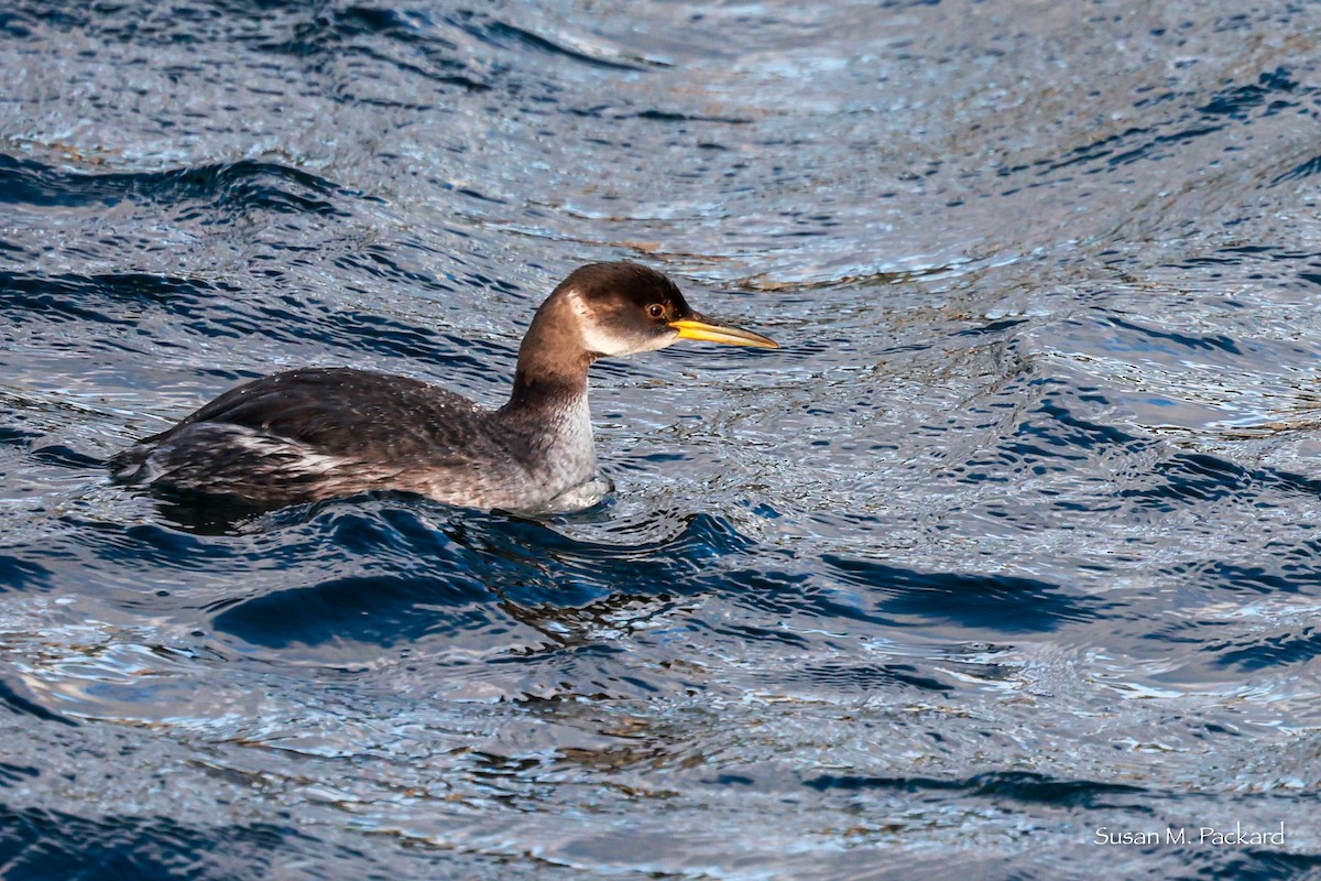 Red-necked Grebe - ML614185867
