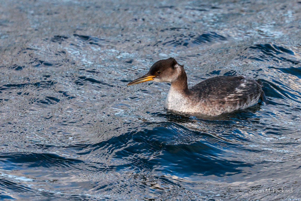 Red-necked Grebe - ML614185868