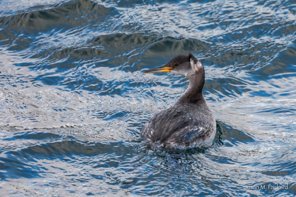 Red-necked Grebe - ML614185870