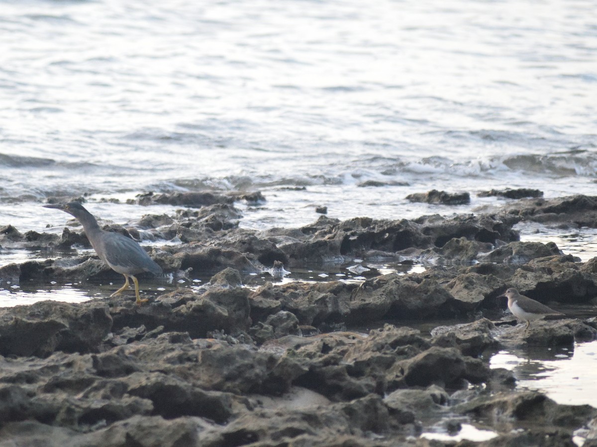 Striated Heron - ML614185958