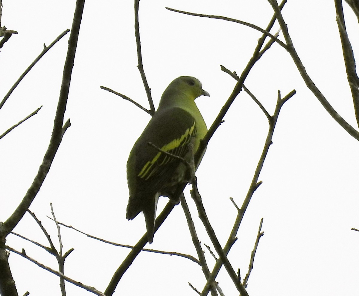 Gray-fronted Green-Pigeon - ML614186045