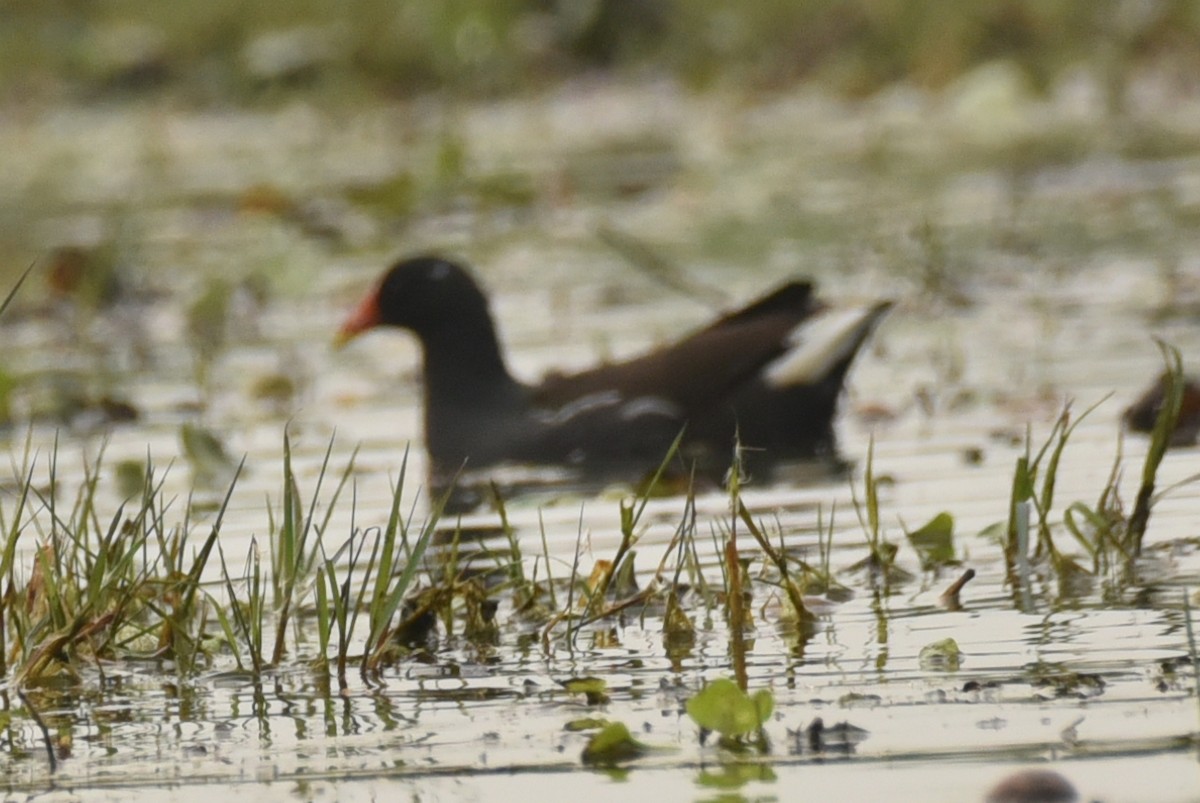 Gallinule poule-d'eau - ML614186049