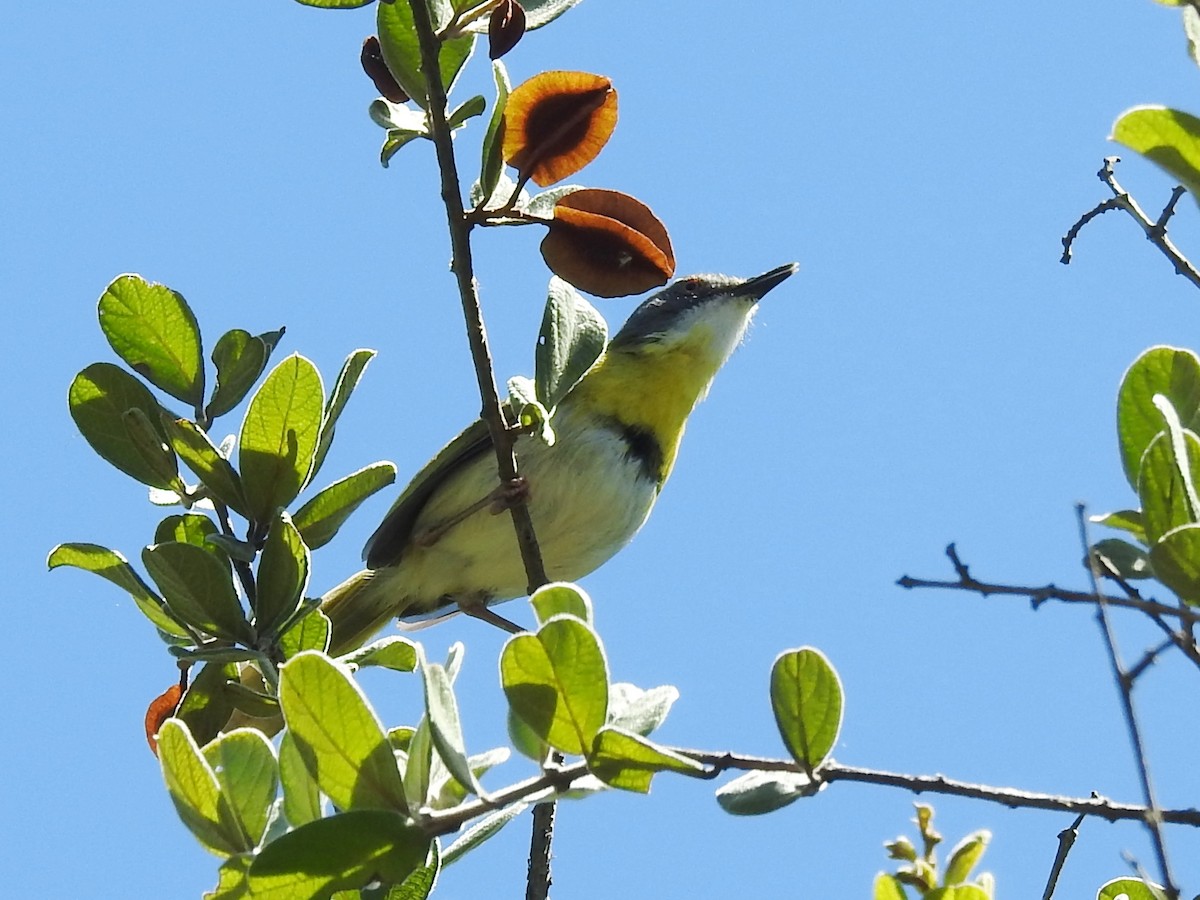 Apalis Pechigualdo (grupo flavida) - ML614186110