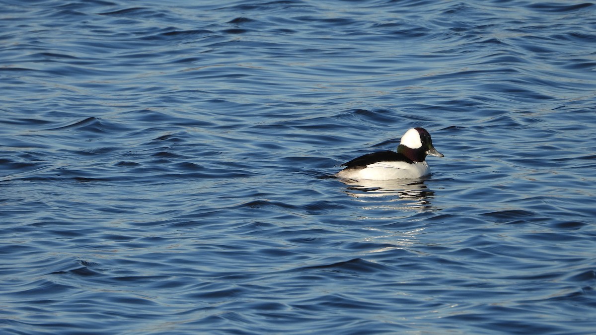 Bufflehead - ML614186113