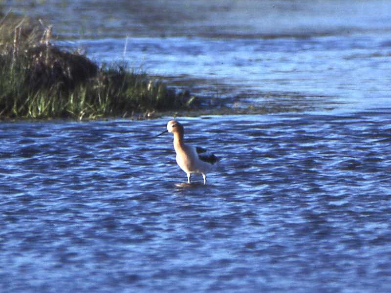 Avoceta Americana - ML614186116