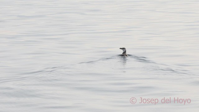 Razorbill - ML614186188