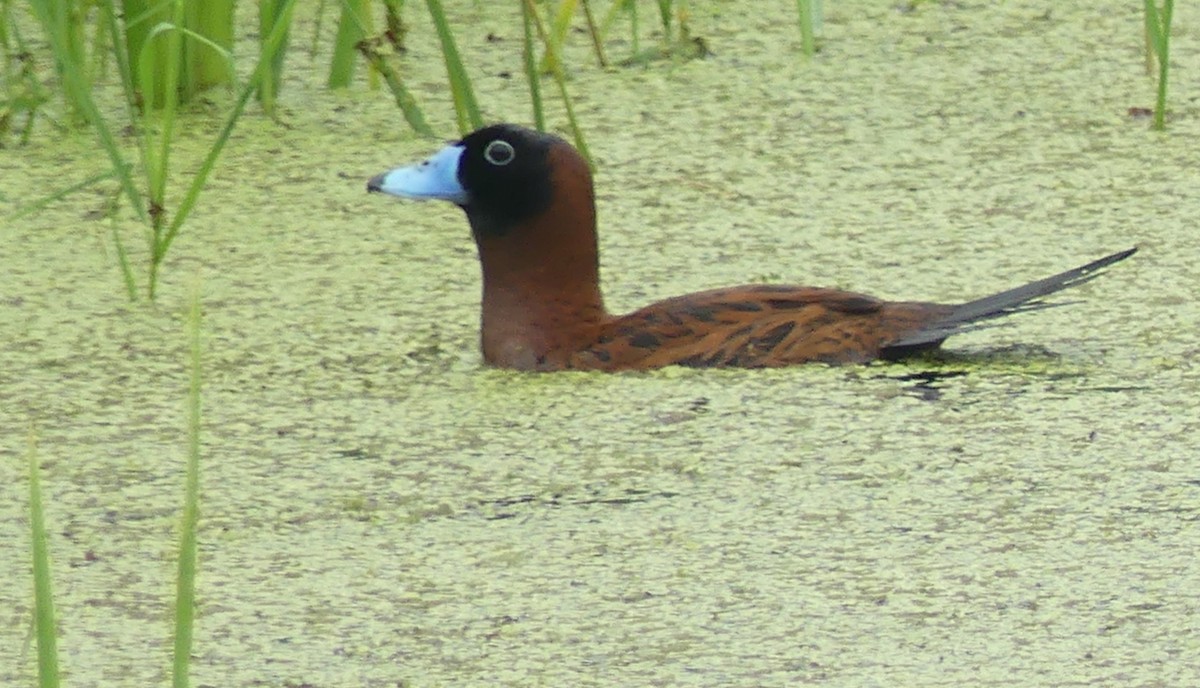 Masked Duck - ML614186192