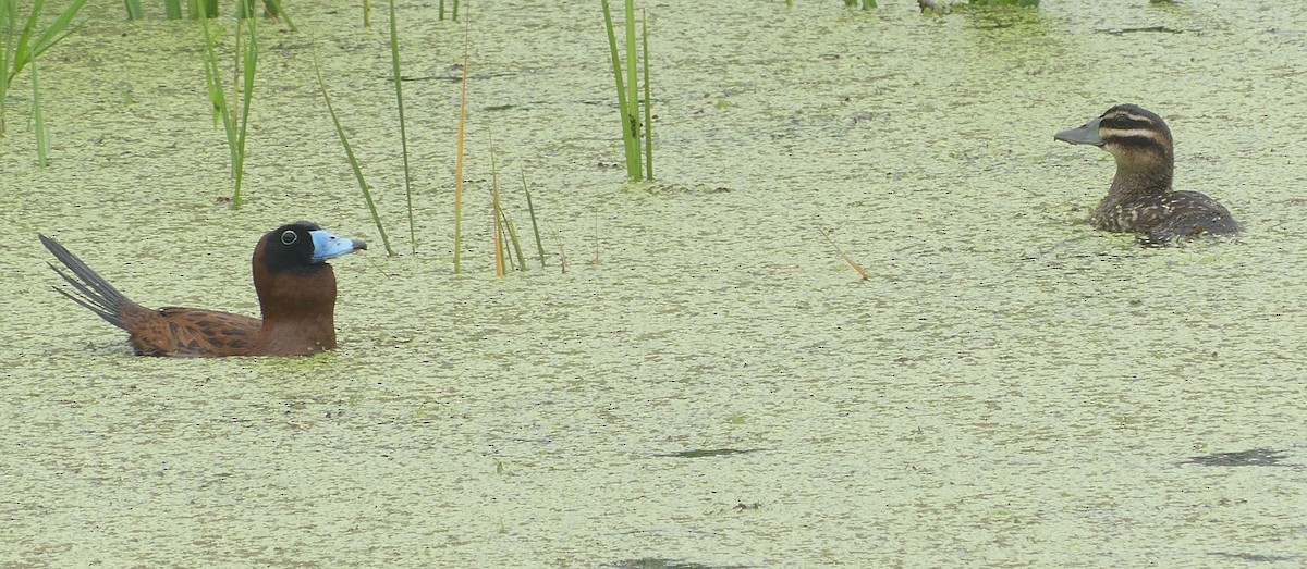 Masked Duck - ML614186194