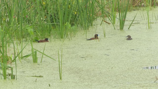 Masked Duck - ML614186310