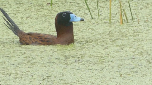 Masked Duck - ML614186311