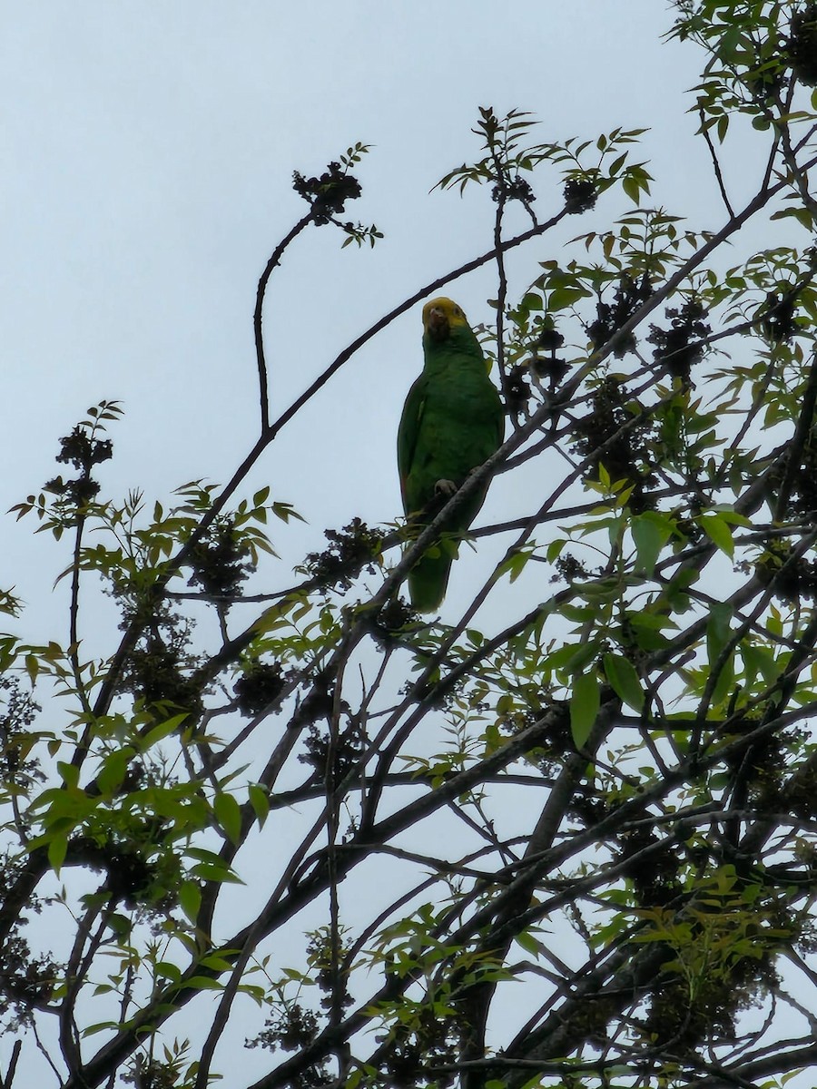 Yellow-headed Parrot - Oscar Enrique Cerón-Jiménez