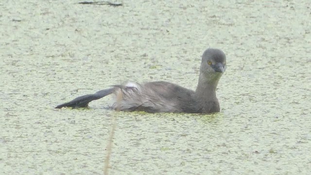 Least Grebe - ML614186435